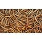 Ecs Live mealworms