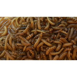 Insectra lebende Büffelwürmer