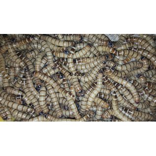 Insectra Morio worms