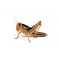 Insectra Box of grasshoppers