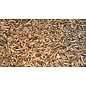 Ecs Insektenmischung + 700 Gramm