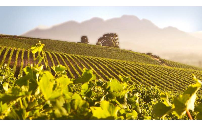 Omnia Wines/Groot Geluk