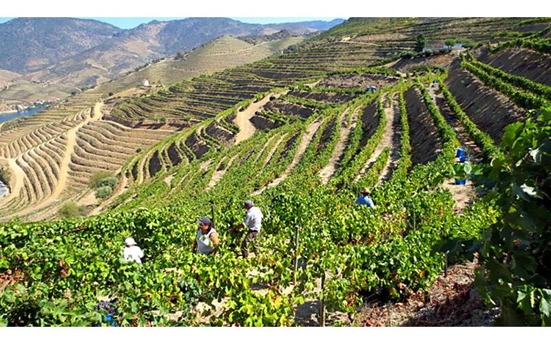 Quinta do Vesuvio