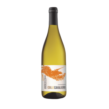 Cantina Tollo Pecorino Terre  d’Abruzzo IGP 2025