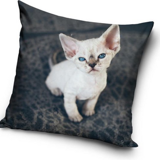 Sweet Home Sierkussensloop kat 40x40 cm