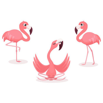 Flamingo 