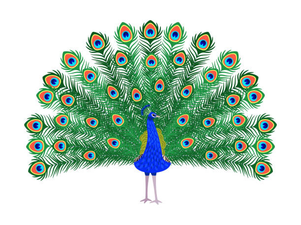 Pauw / Pauwenveren / Peacock