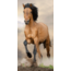 Sweet Home Strandlaken galopperend bruin paard - 70x140 cm