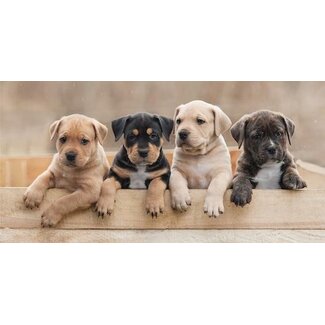 Sweet Home Handdoek puppies - katoen - 70x140 cm