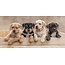 Sweet Home Handdoek puppies - katoen - 70x140 cm