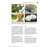 De Nederlandse Breedvoetvliegen en Basterdbreedvoetvliegen (Platypezidae & Opetiidae)