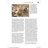 De Nederlandse Breedvoetvliegen en Basterdbreedvoetvliegen (Platypezidae & Opetiidae)