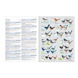 HBW and Birdlife International Illustrated Checklist of the Birds of the World, Volume 2 - Passerines