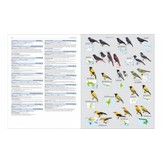 HBW and Birdlife International Illustrated Checklist of the Birds of the World, Volume 2 - Passerines
