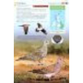 Britain's Birds - An Identification Guide to the Birds of Britain and Ireland