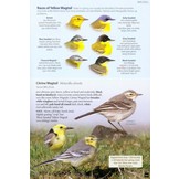 Britain's Birds - An Identification Guide to the Birds of Britain and Ireland
