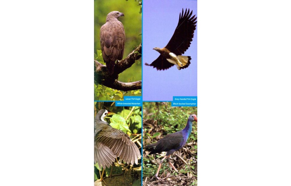 Wildlife of Southeast Asia