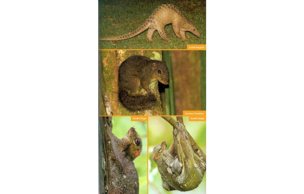 Wildlife of Southeast Asia