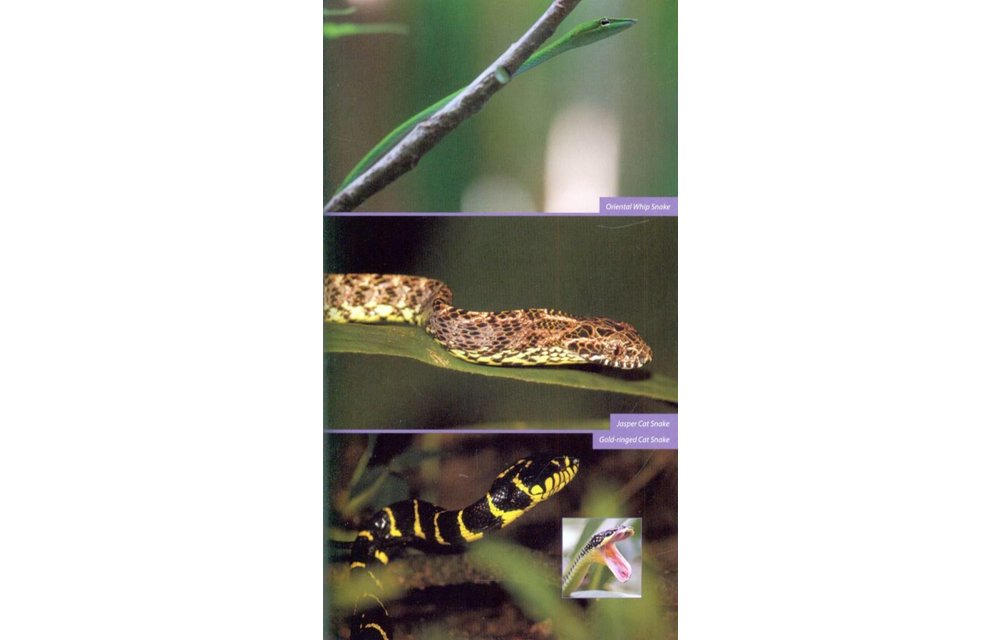 Wildlife of Southeast Asia