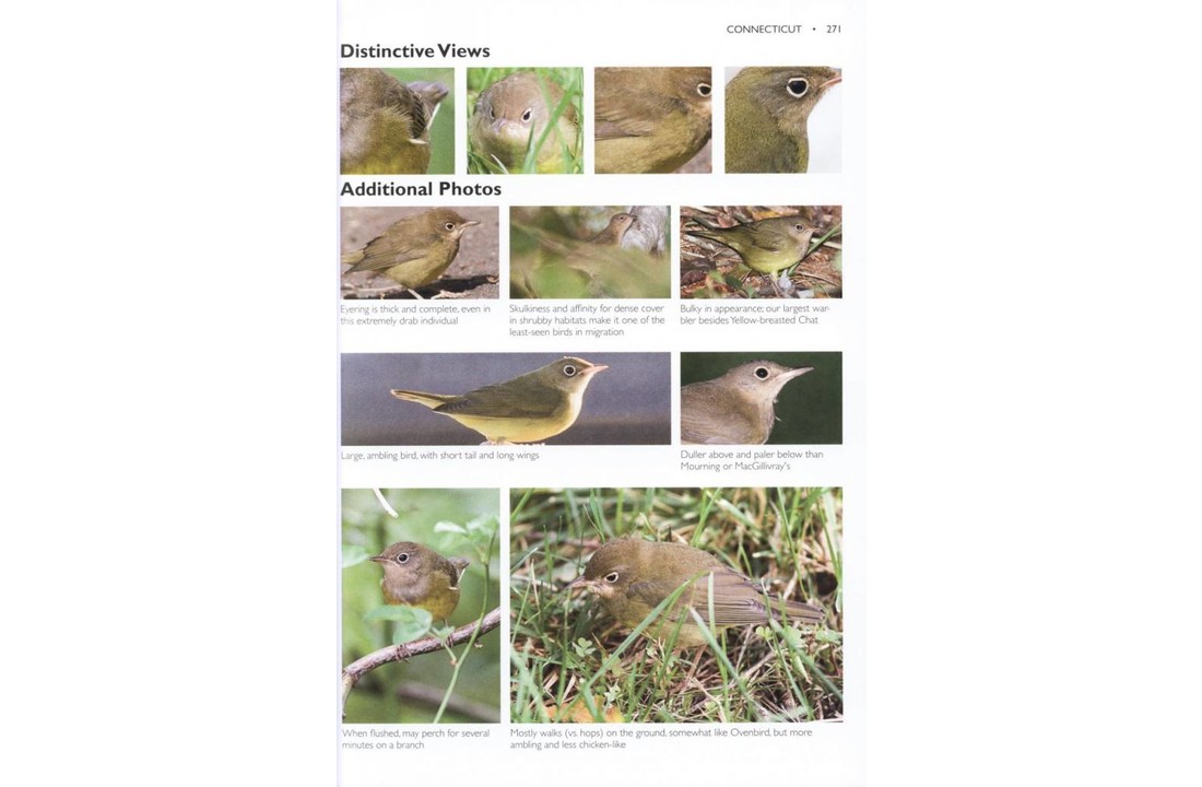 The Warbler Guide