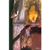 Birds & Animals of Australia's Top End - Darwin, Kakadu, Katherine, and Kununurra