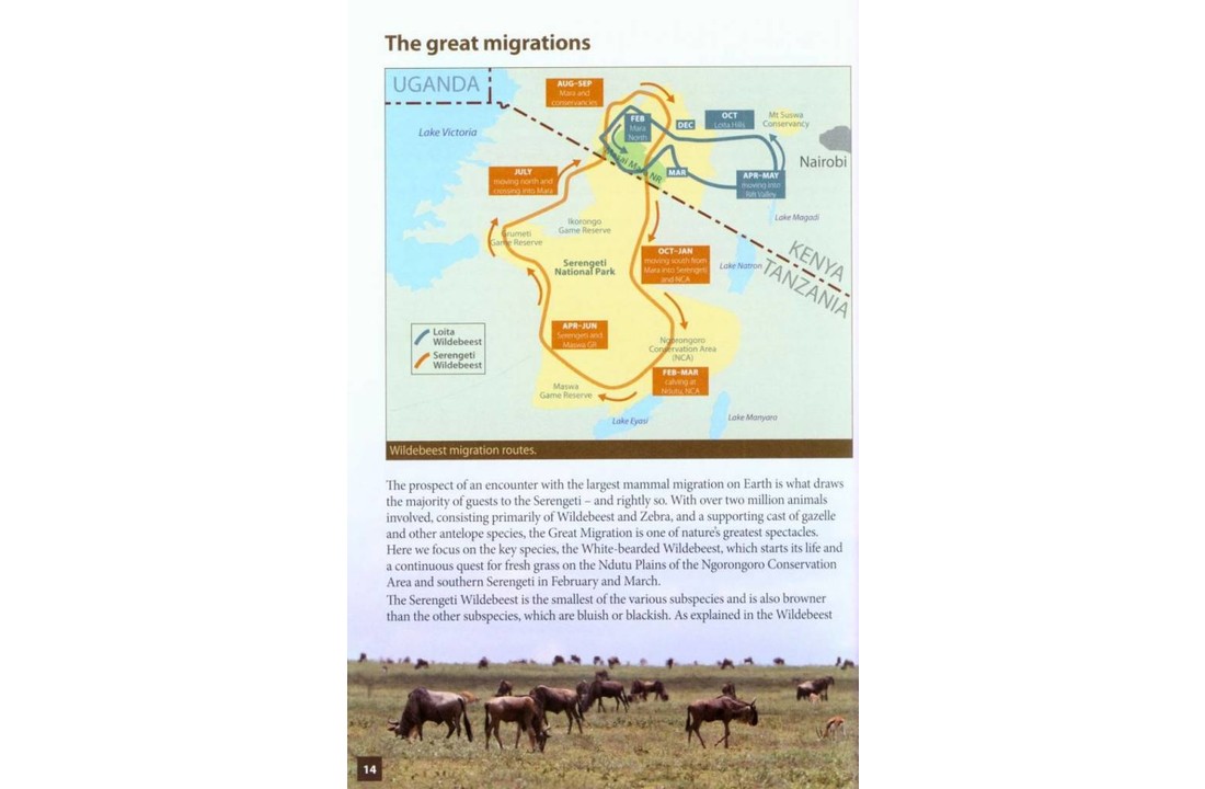 Animals of the Serengeti and Ngorongoro Conservation Area
