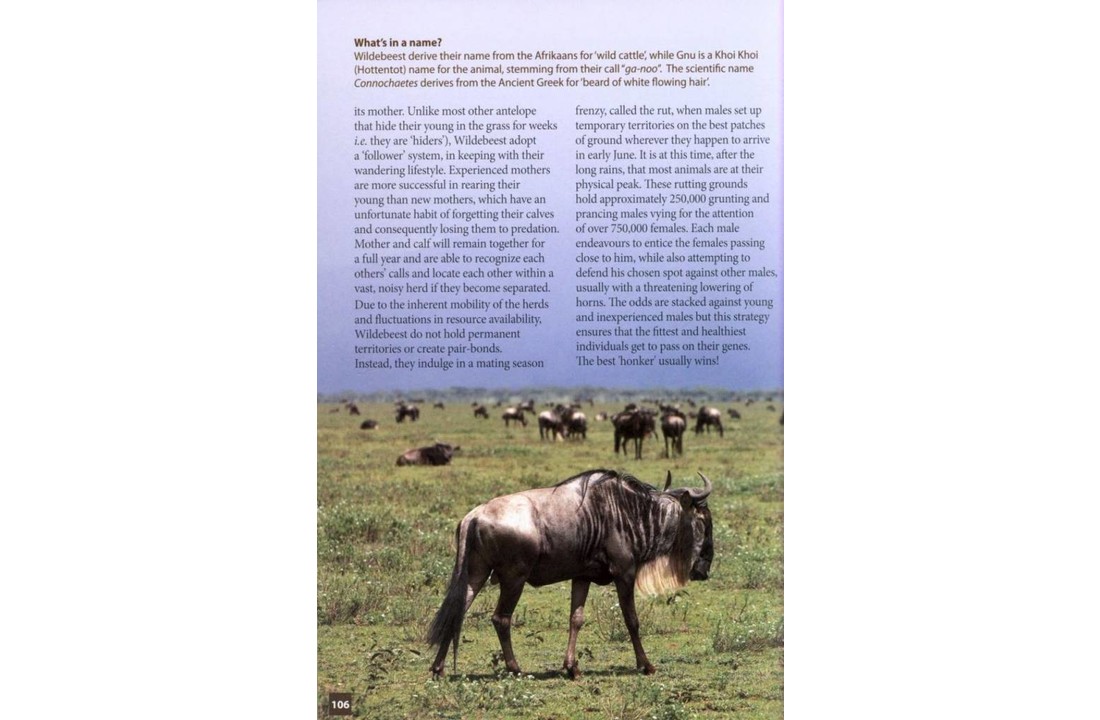 Animals of the Serengeti and Ngorongoro Conservation Area