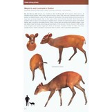 Bovids of the World - Antelopes, Gazelles, Cattle, Goats, Sheep, and Relatives