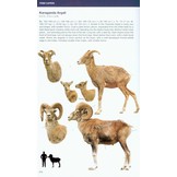 Bovids of the World - Antelopes, Gazelles, Cattle, Goats, Sheep, and Relatives
