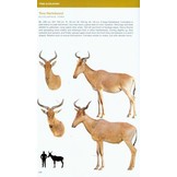 Bovids of the World - Antelopes, Gazelles, Cattle, Goats, Sheep, and Relatives