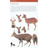 Bovids of the World - Antelopes, Gazelles, Cattle, Goats, Sheep, and Relatives