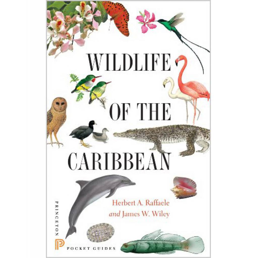 Wildlife of the Caribbean