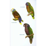 Wildlife of the Caribbean