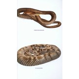 Wildlife of the Caribbean