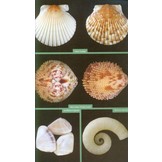 Wildlife of the Caribbean