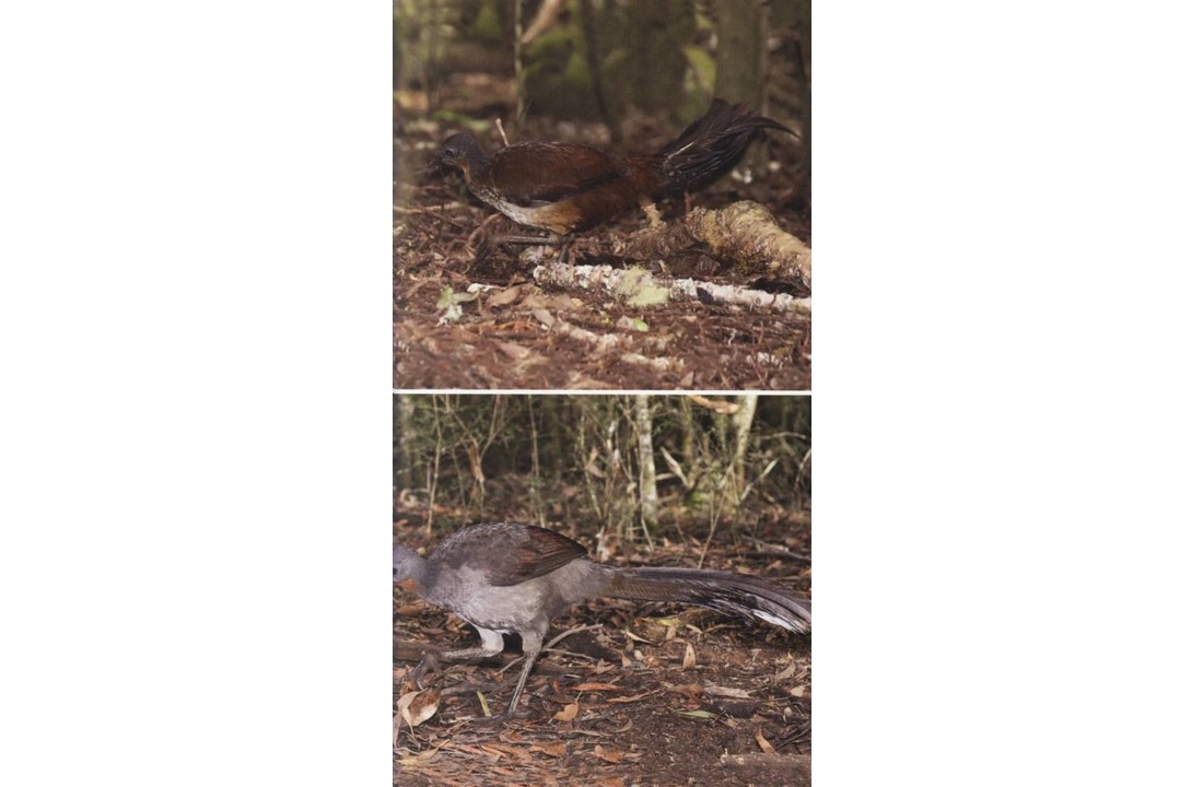 Wildlife of Australia