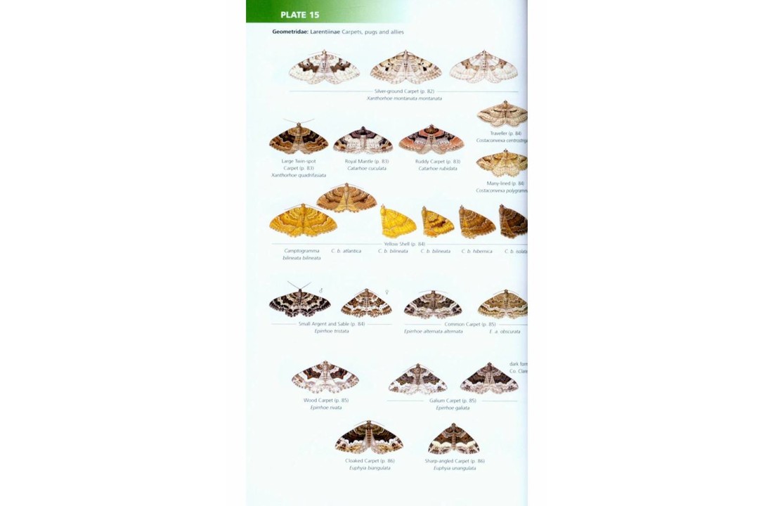Field guide to the Moths of Great Britain and Ireland