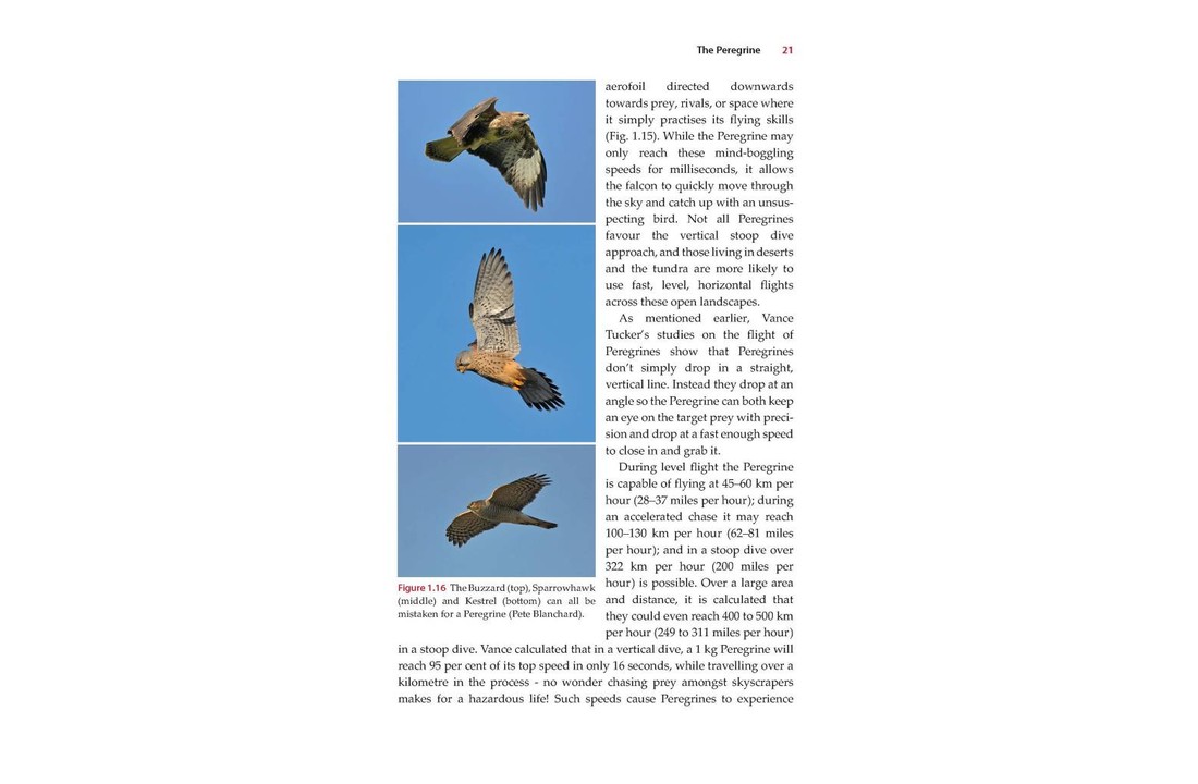 Urban Peregrines