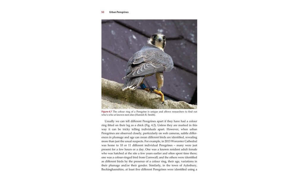 Urban Peregrines