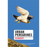Urban Peregrines