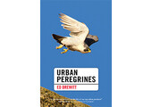 Urban Peregrines