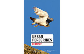 Urban Peregrines