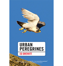 Urban Peregrines