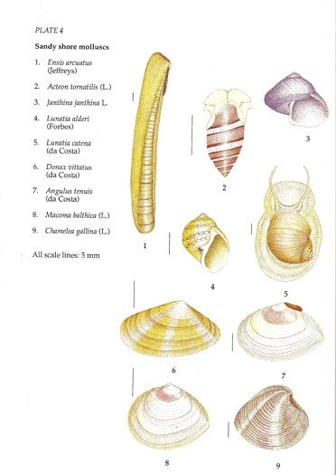 Animals of Sandy Shores
