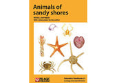 Animals of Sandy Shores