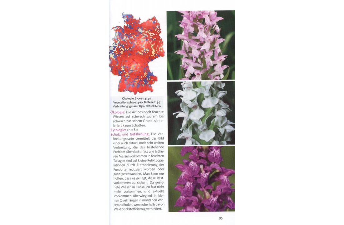 Die Orchideen Deutschlands und angrenzender Länder - Finden und Bestimmen