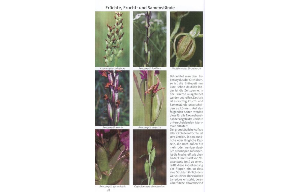 Die Orchideen Deutschlands und angrenzender Länder - Finden und Bestimmen