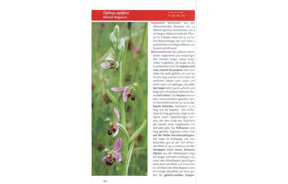 Die Orchideen Deutschlands und angrenzender Länder - Finden und Bestimmen