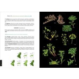 Wilde Planten van de Benelux, een Veldgids