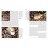 Handbook of the Mammals of the World, Vol. 7: Rodents II